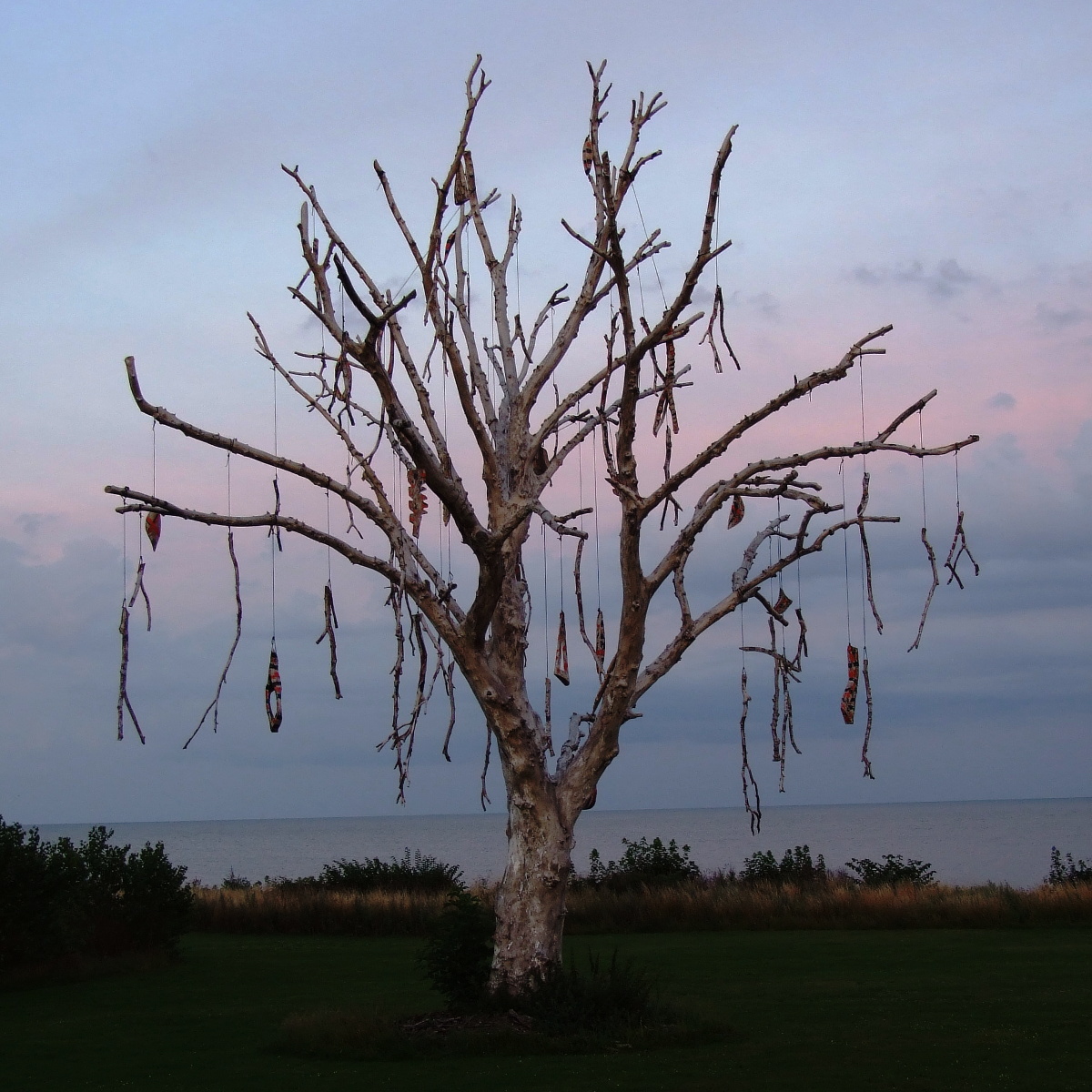 drzewo na wybrzeżu w okolicach Nexø
