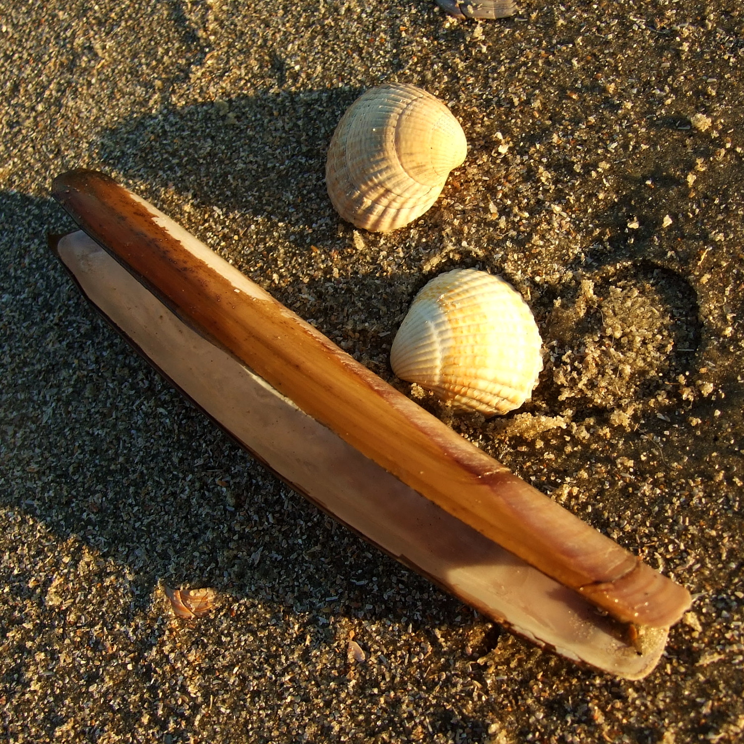 na plażach leży mnóstwo muszli w różnych kształtach i rozmiarach